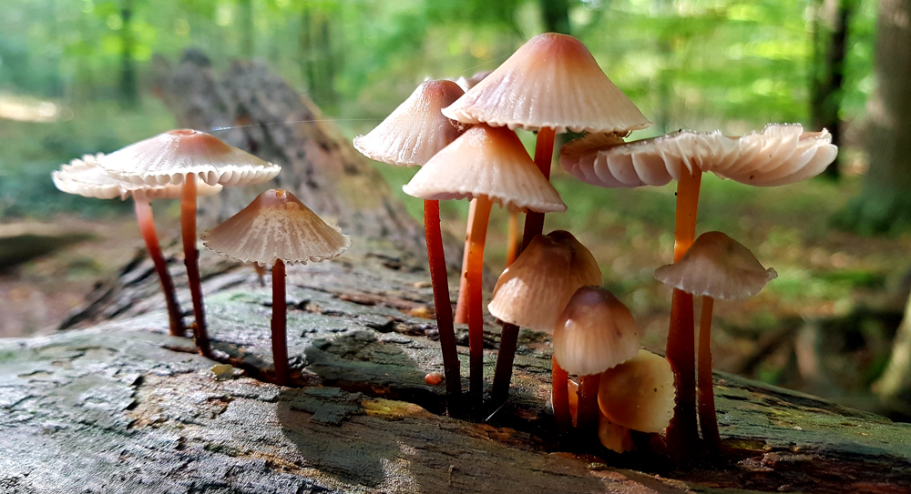 draußen mit ingo: Das faszinierende Reich der Pilze