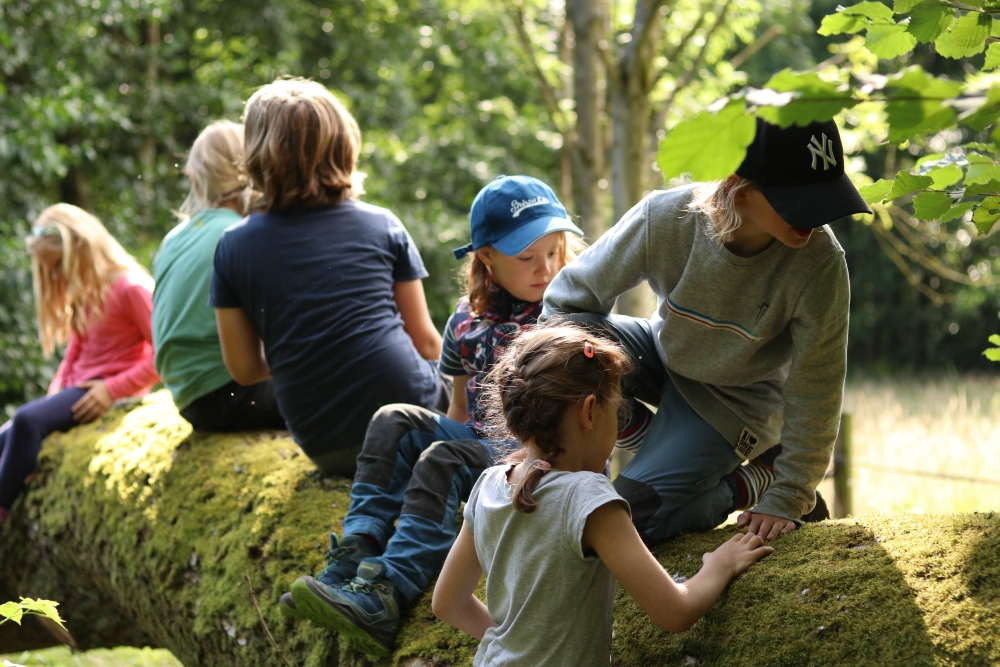 draußen mit ingo: draußen mit ingo: Ferienprogramm Wald erleben und begreifen